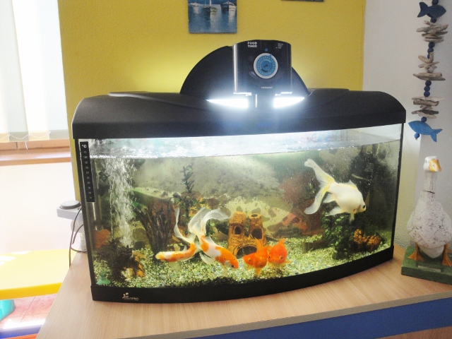 Cresa Comenius - Constanta